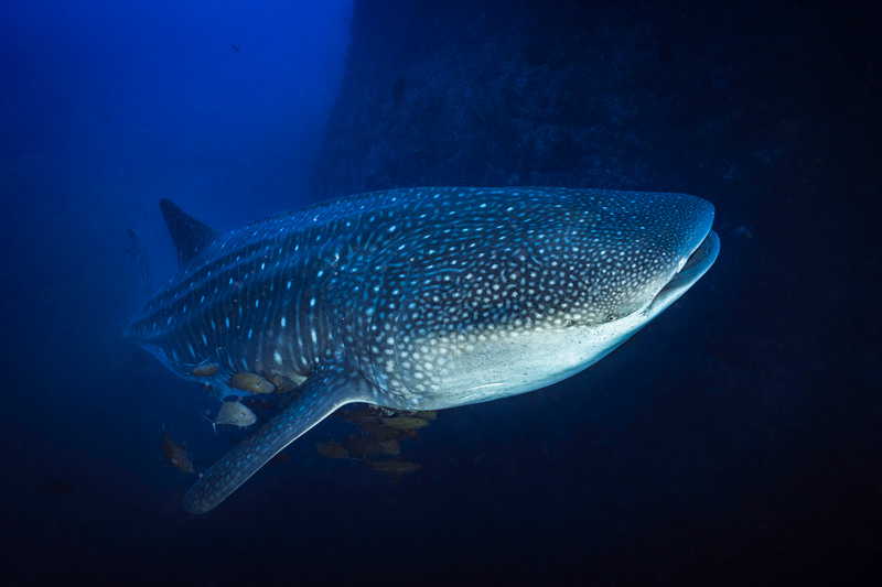 Whaleshark