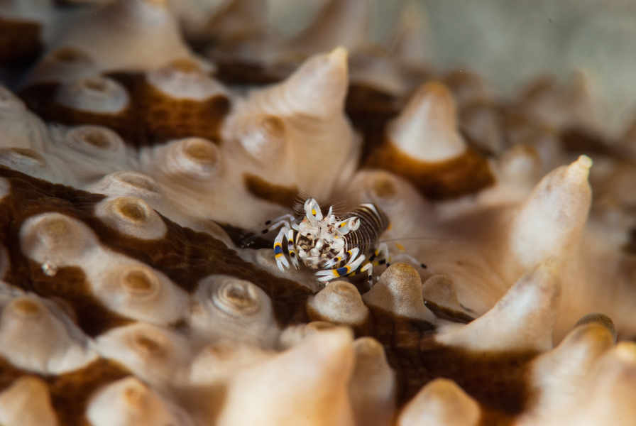 Scubaqua Dive Center