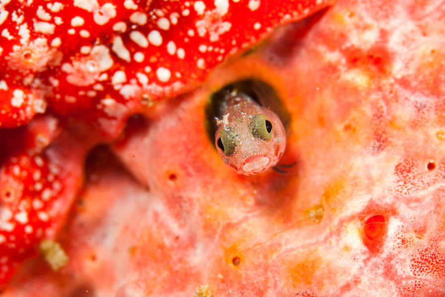 Scubaqua Dive Center