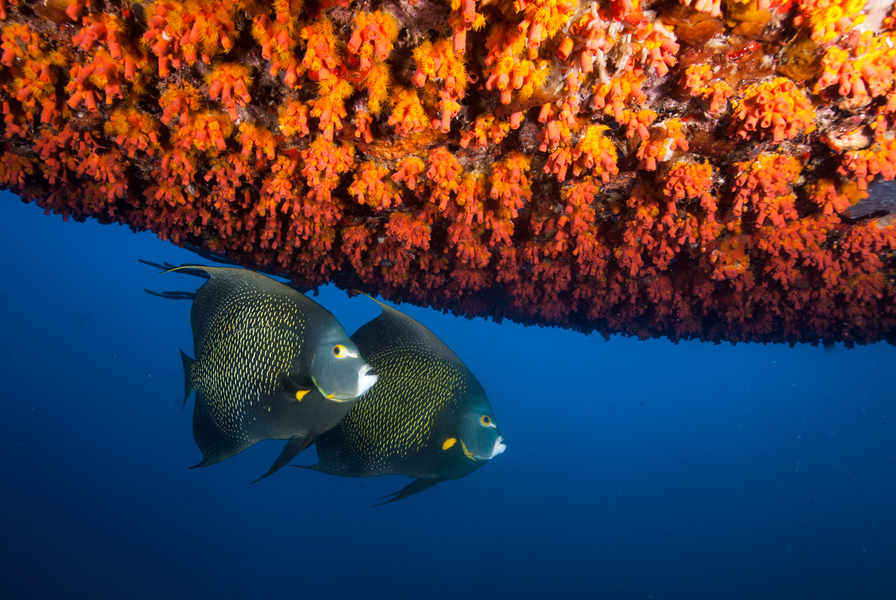 Scubaqua Dive Center