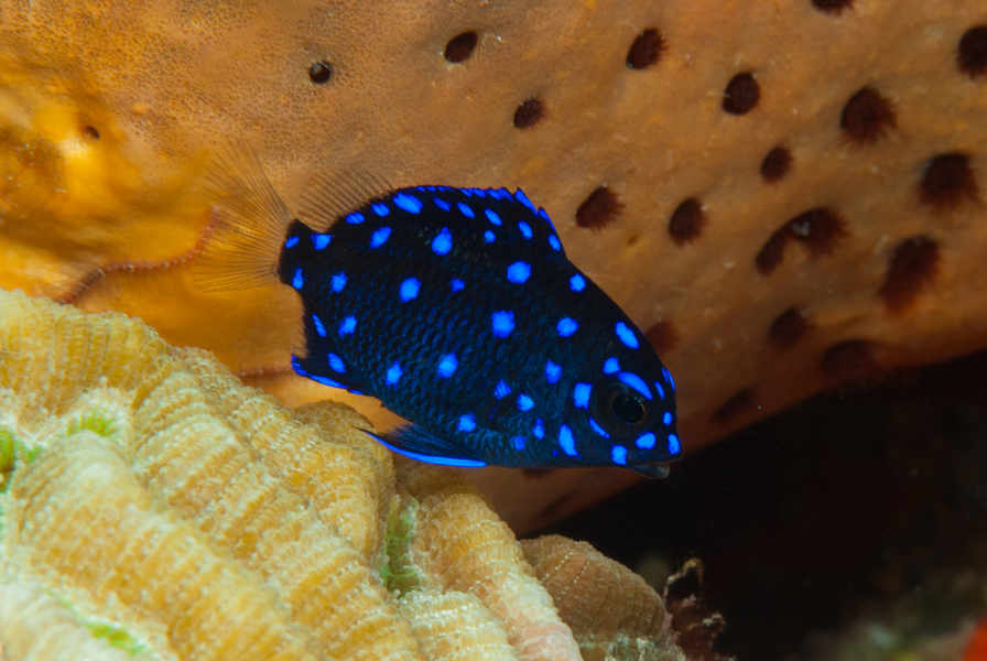 Scubaqua Dive Center