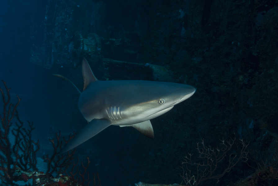 Scubaqua Dive Center