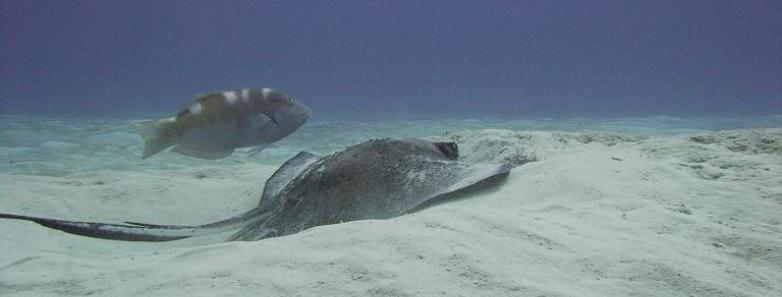 Dressel Divers Montego Bay