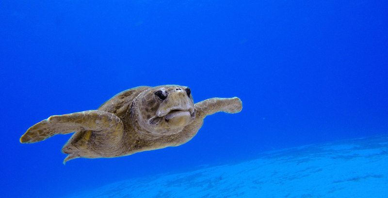 Dressel Divers Montego Bay