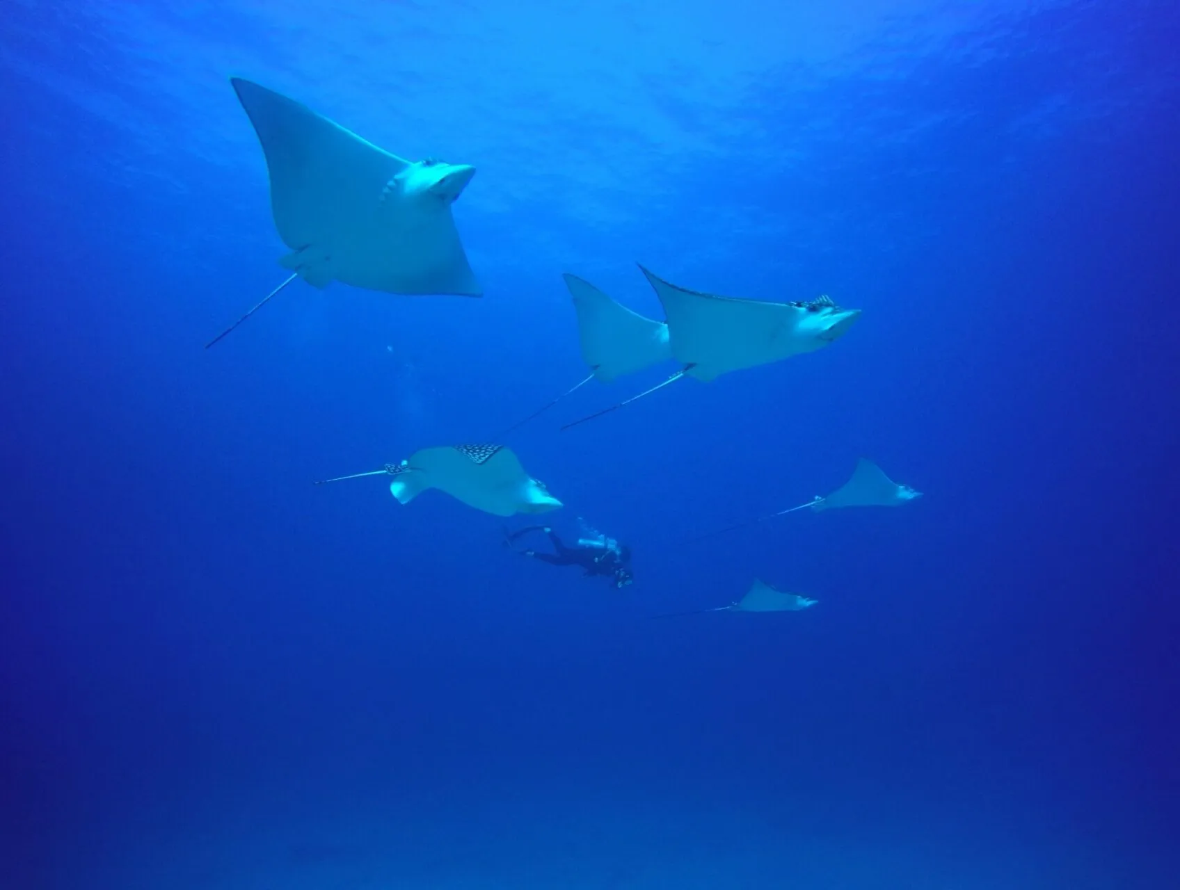 Shark Diving Mozambique