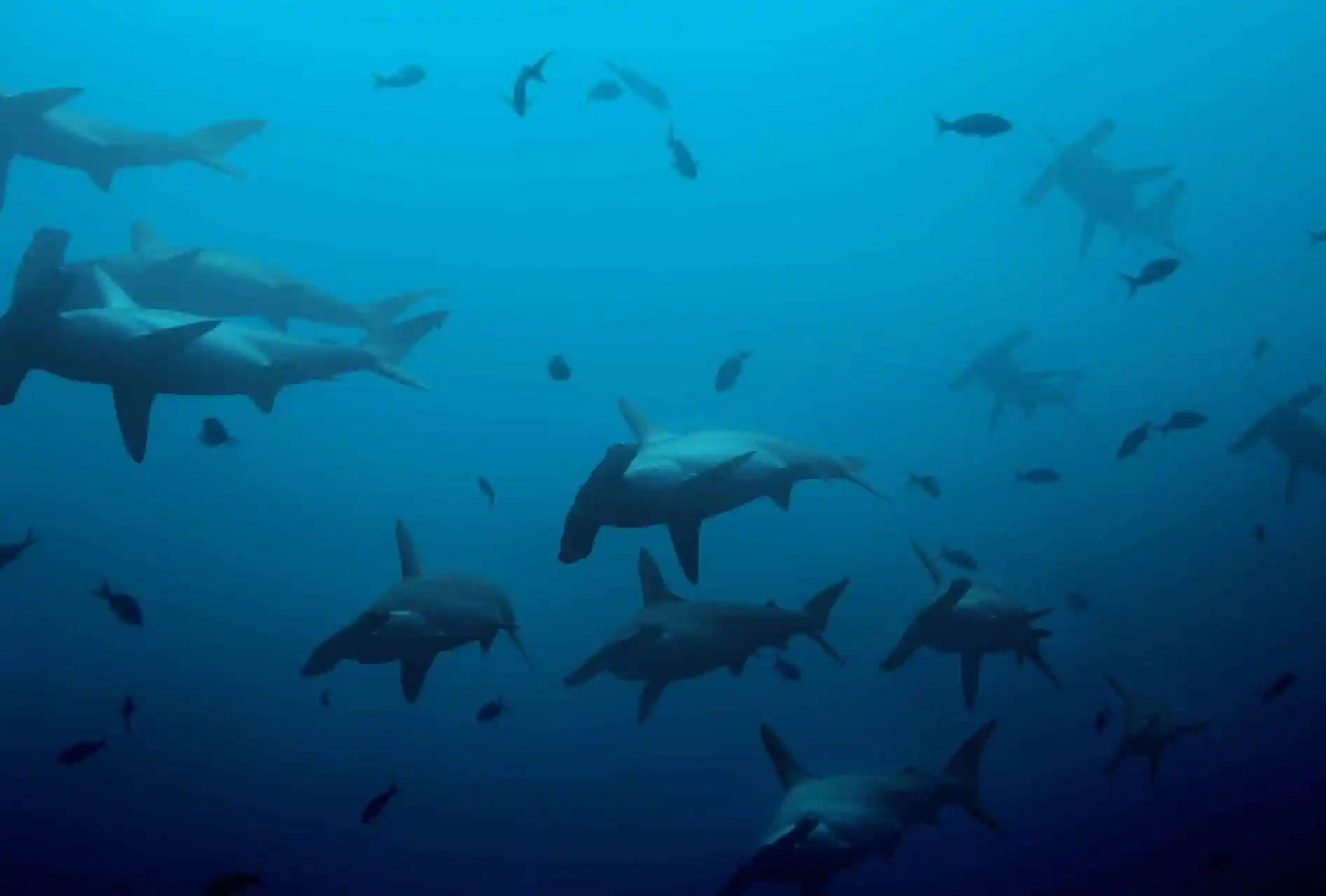 Shark Diving Mozambique