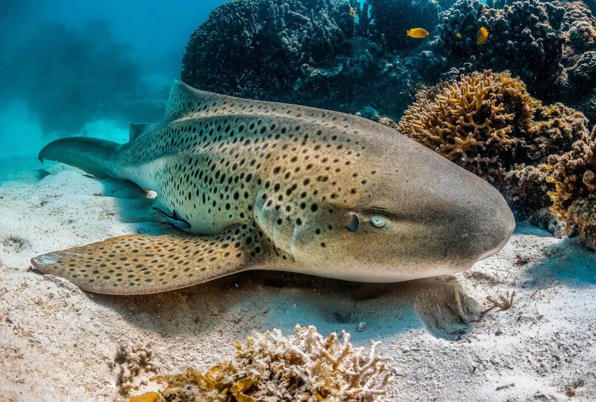 Shark Diving Mozambique