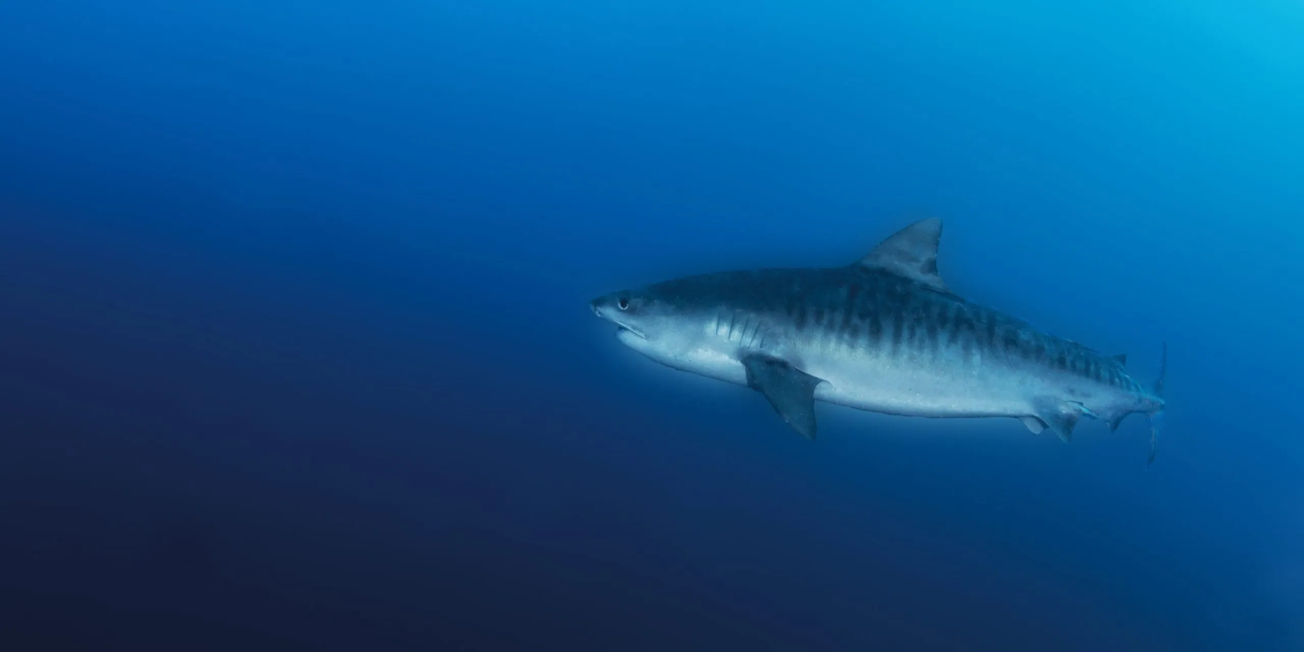 Shark Diving Mozambique