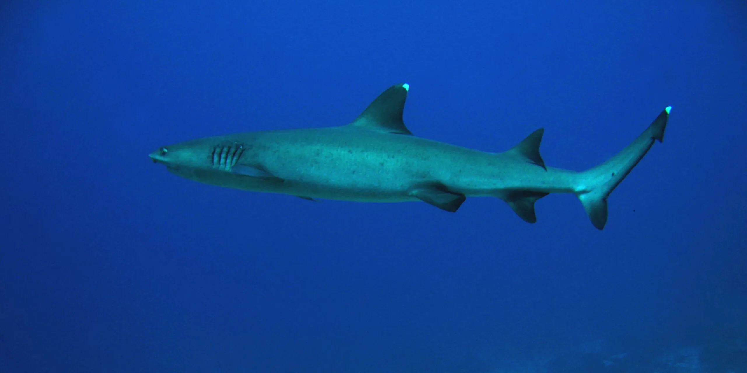 Shark Diving Mozambique