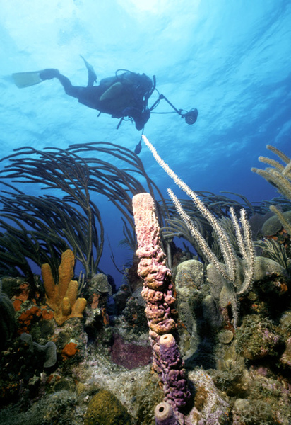 帽子 [0] St. Kitts Dive scuba diving Best Scuba Diving in Saba, St Kitts & St Eustatius