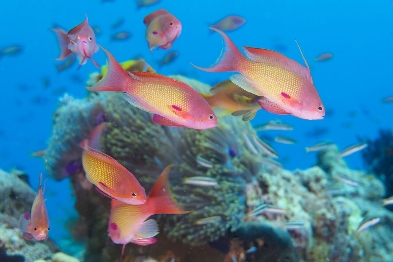 Fulidhoo Dive Maldives