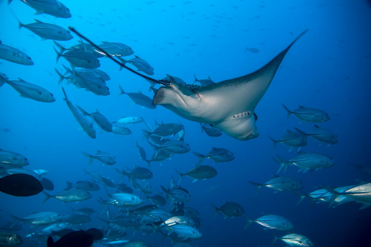 Fulidhoo Dive Maldives