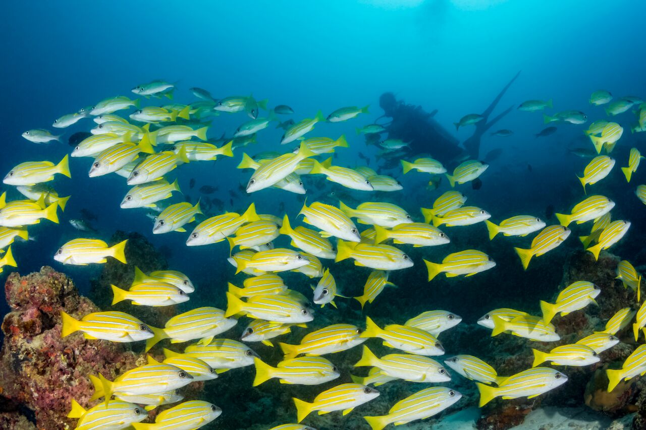 Fulidhoo Dive Maldives