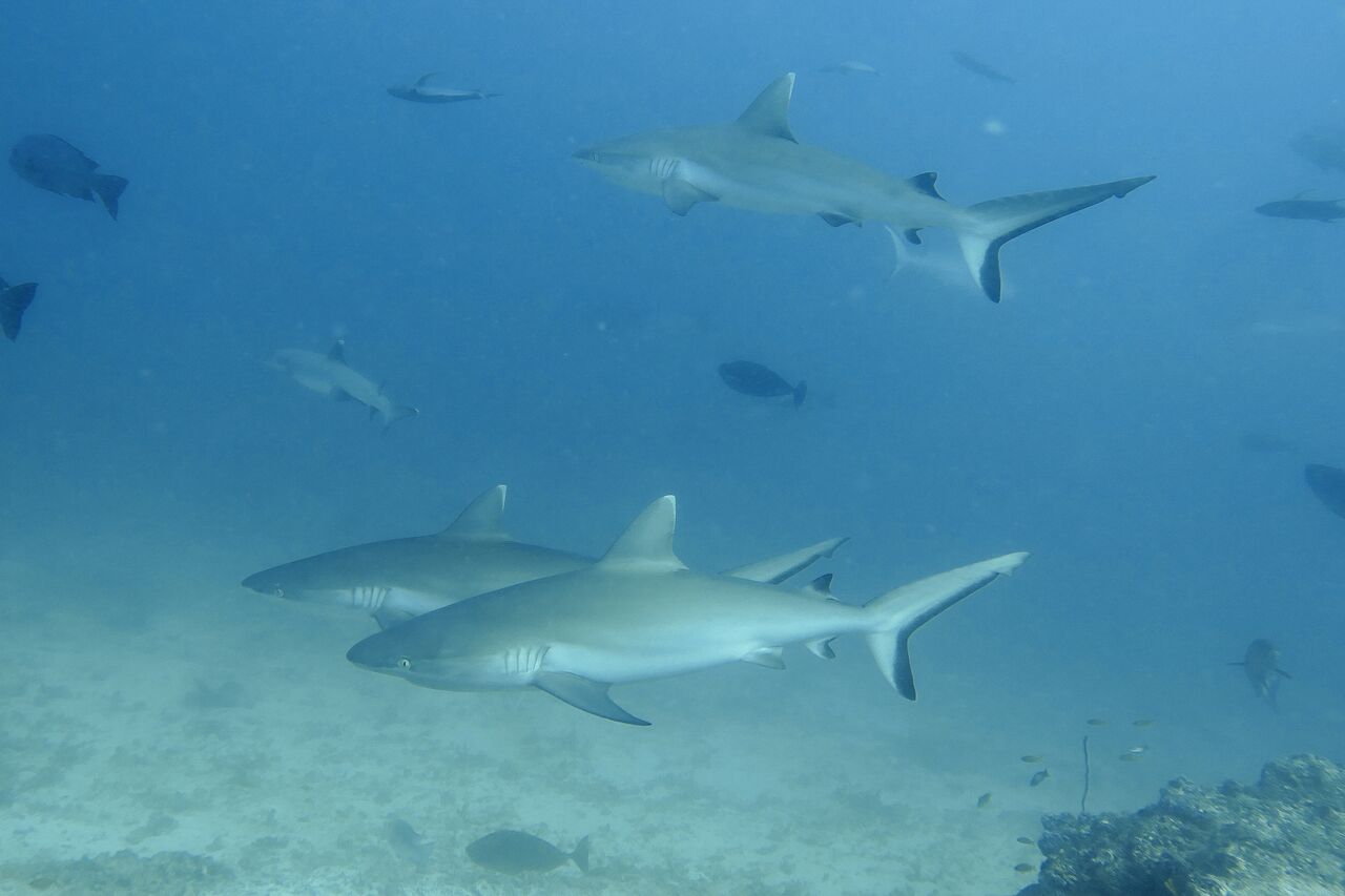 Fulidhoo Dive Maldives