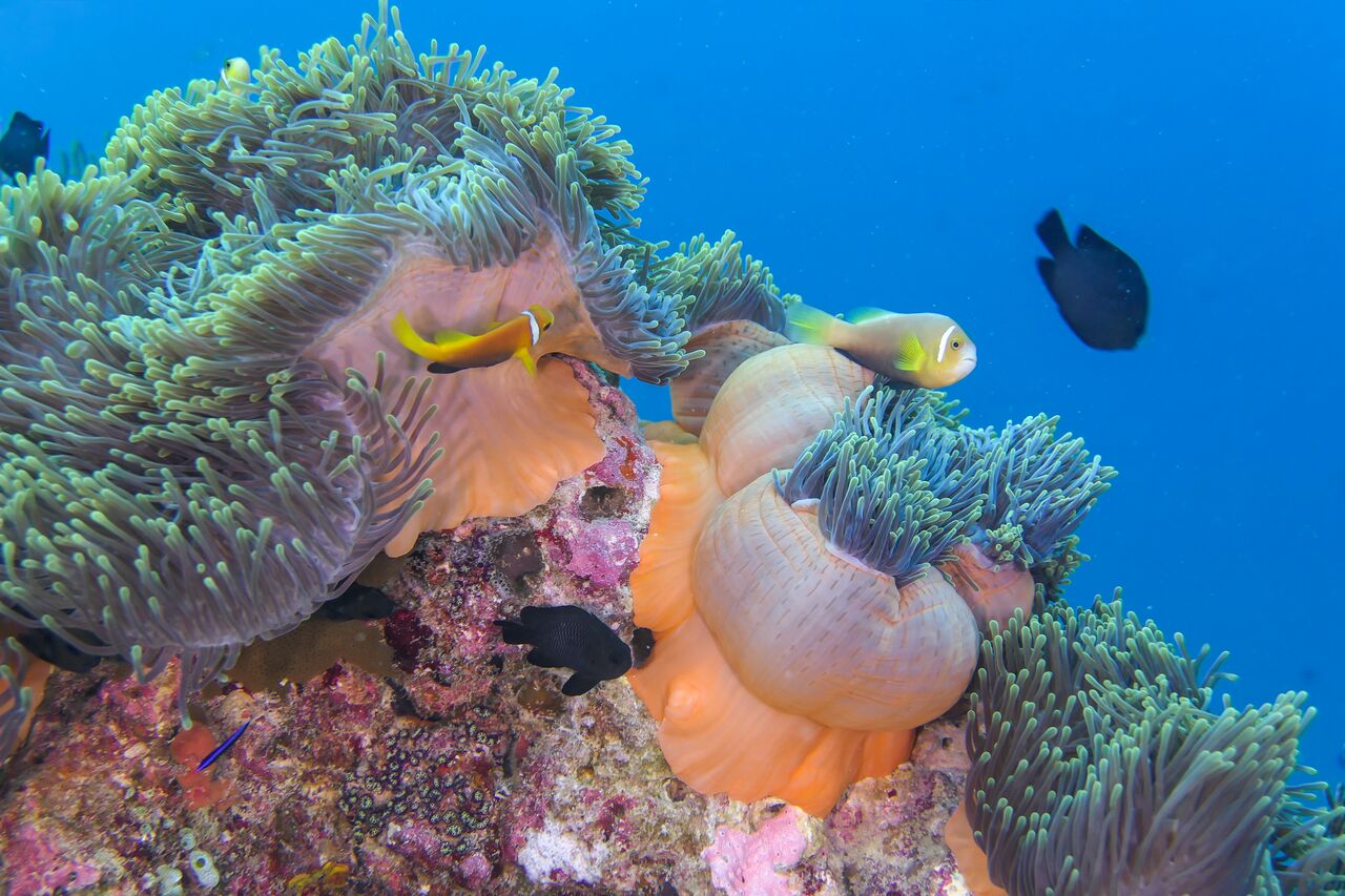 Fulidhoo Dive Maldives