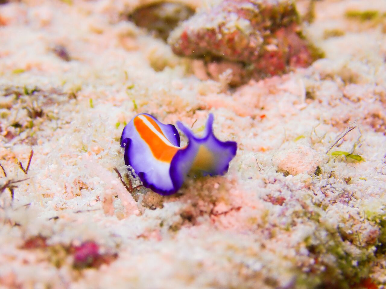 Fulidhoo Dive Maldives