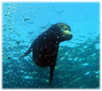 Loreto Sea and Land Tours