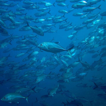 Loreto Sea and Land Tours