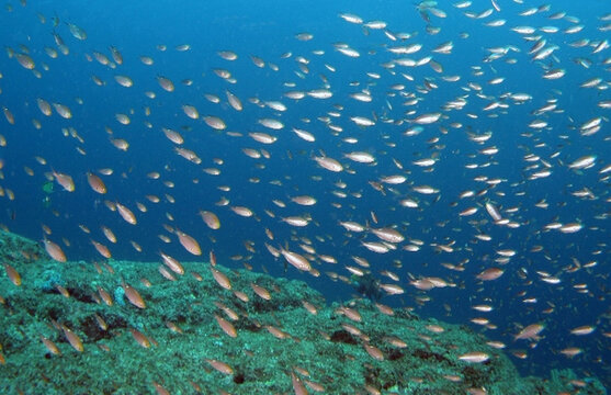 Loreto Sea and Land Tours