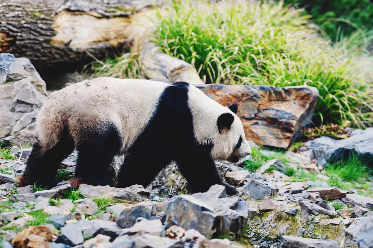 Panda in the wild in china
