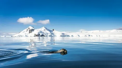 A sea lion swims in the icy waters