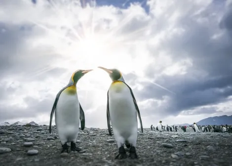 Two penguins pose for the camera