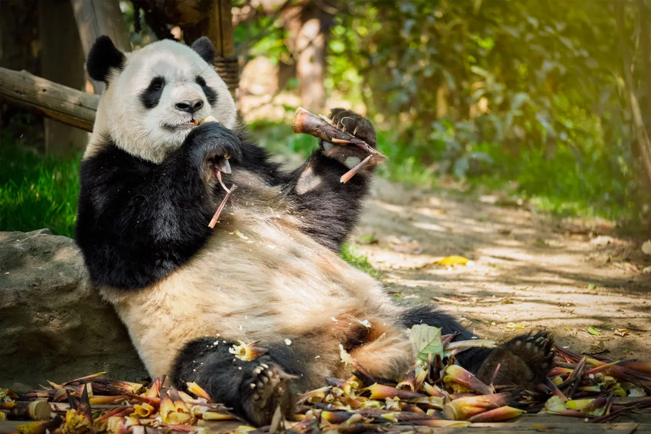 A panda eating