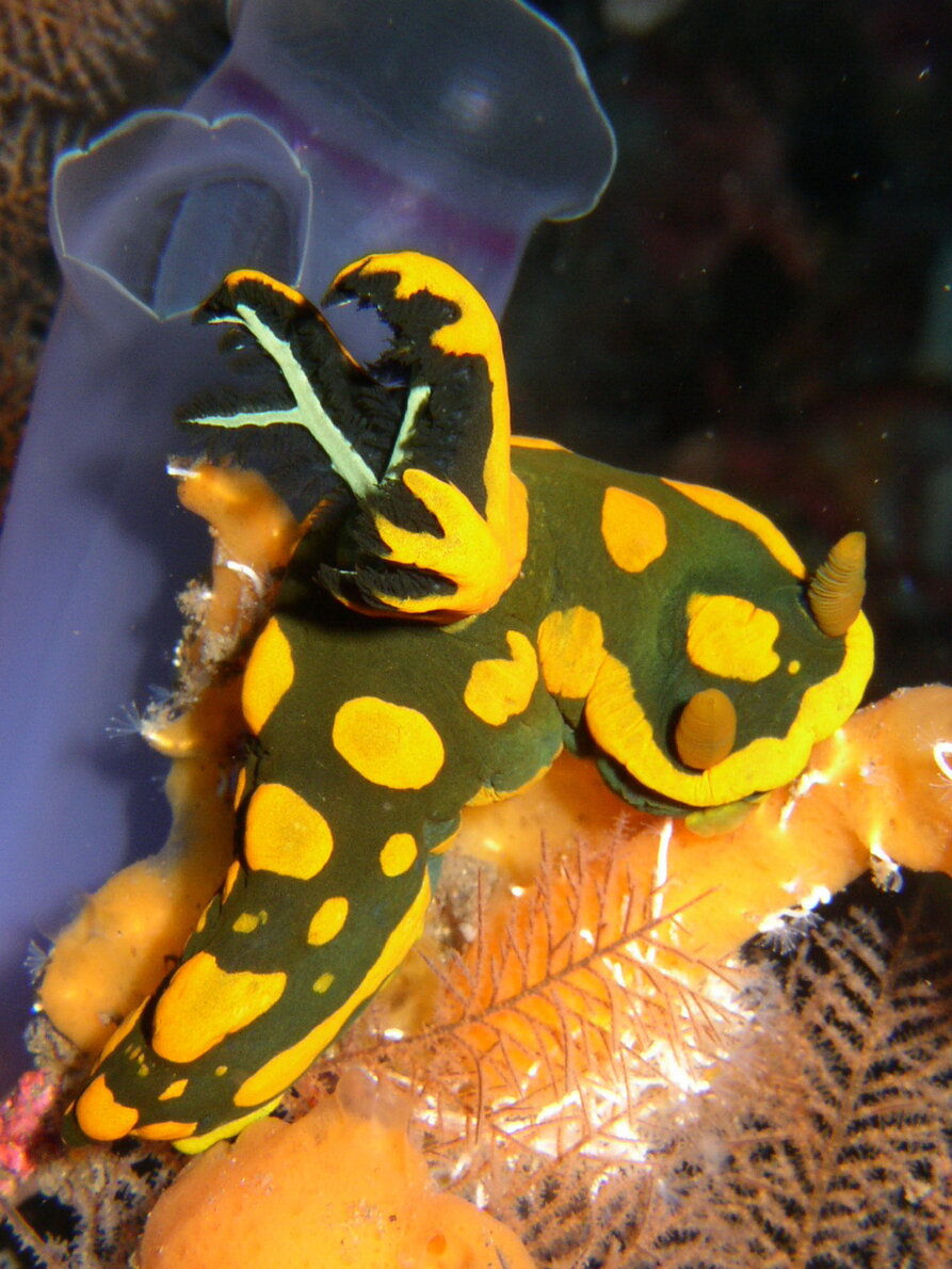 Sea Safari VII Liveaboard