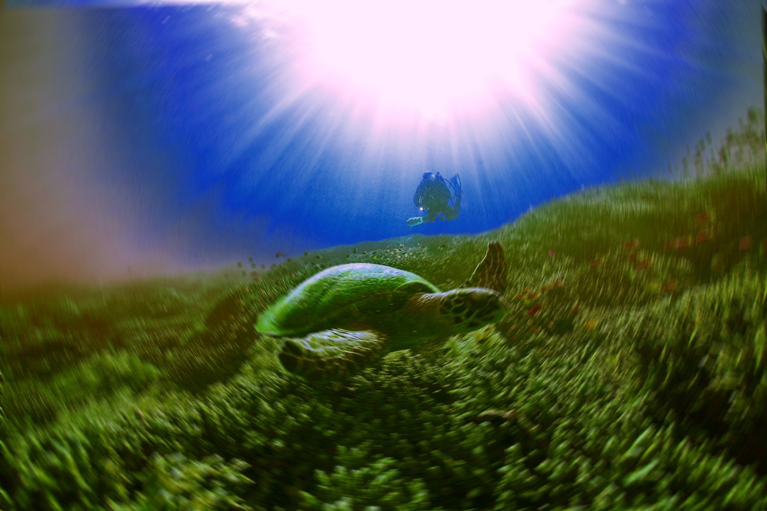 Sea Safari VII Liveaboard