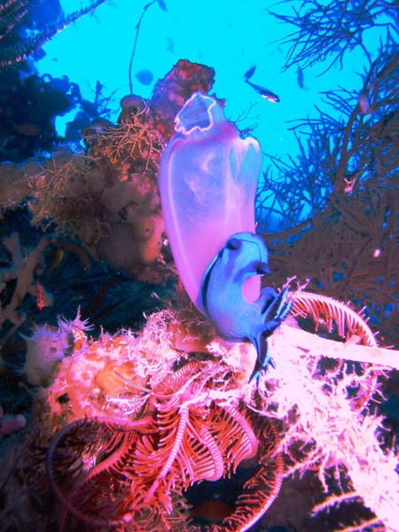 Sea Safari VII Liveaboard