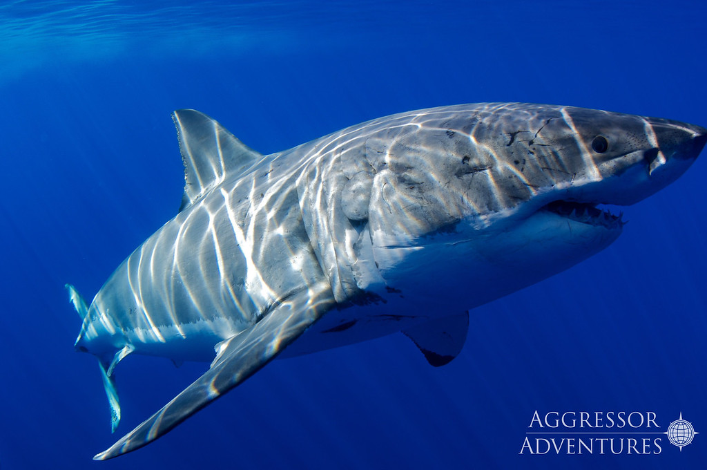 Guadalupe Island underwater photo