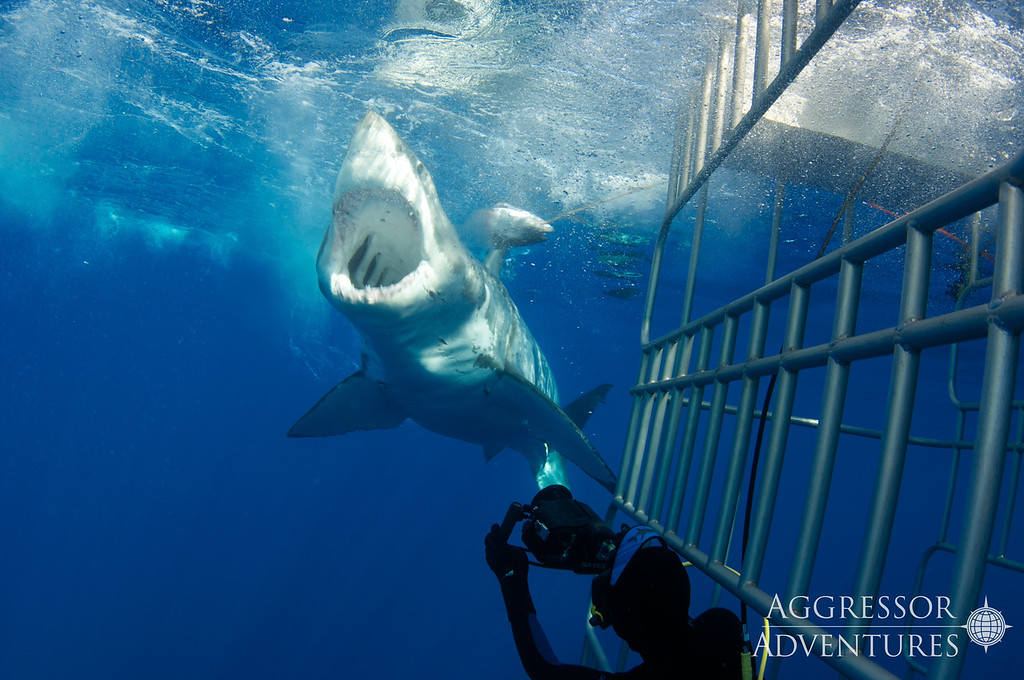 Guadalupe Island underwater photo