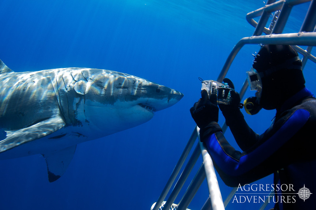 Guadalupe Island underwater photo