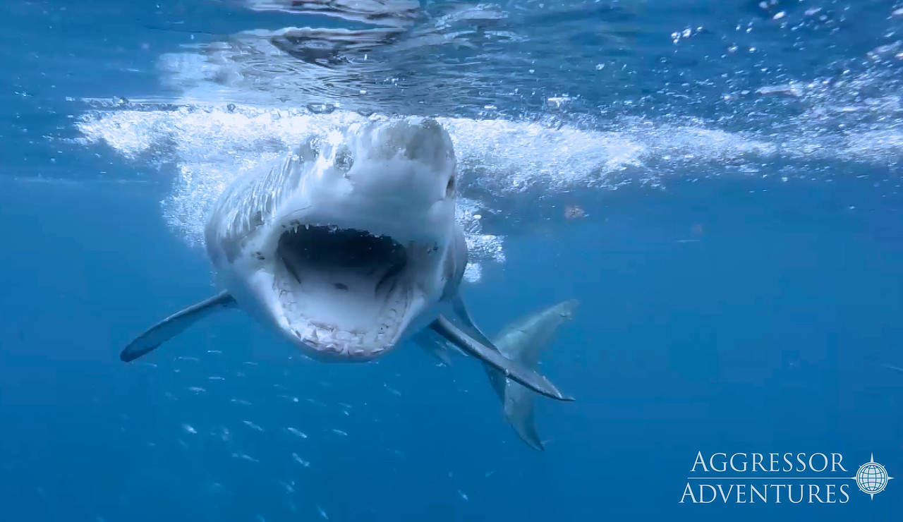 Guadalupe Island underwater photo