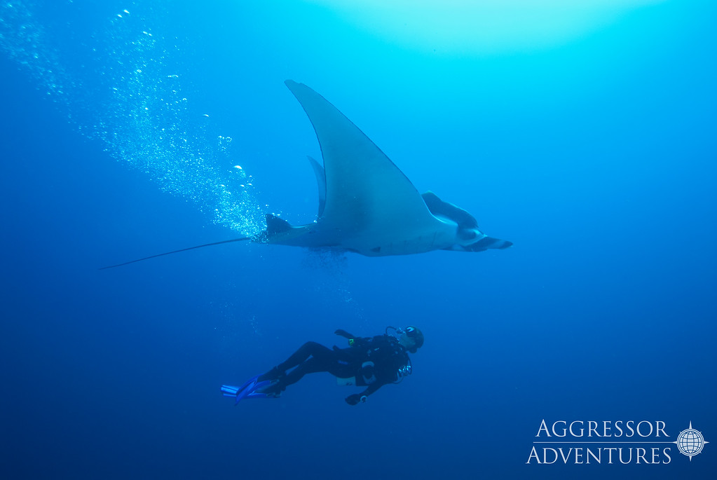 Socorro underwater photo