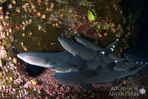 Socorro underwater photo
