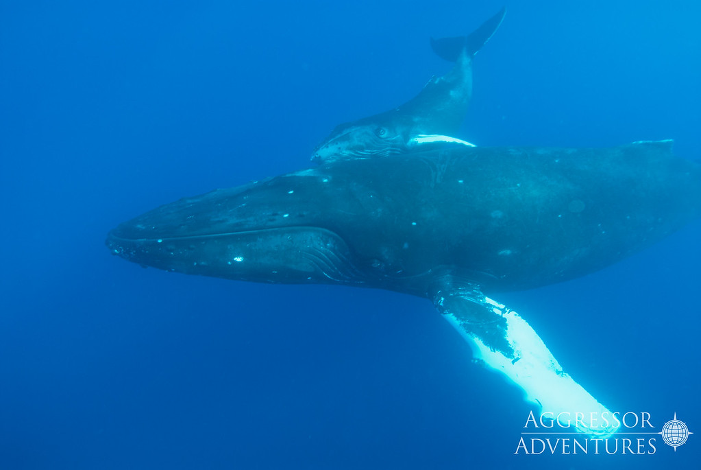 Socorro underwater photo