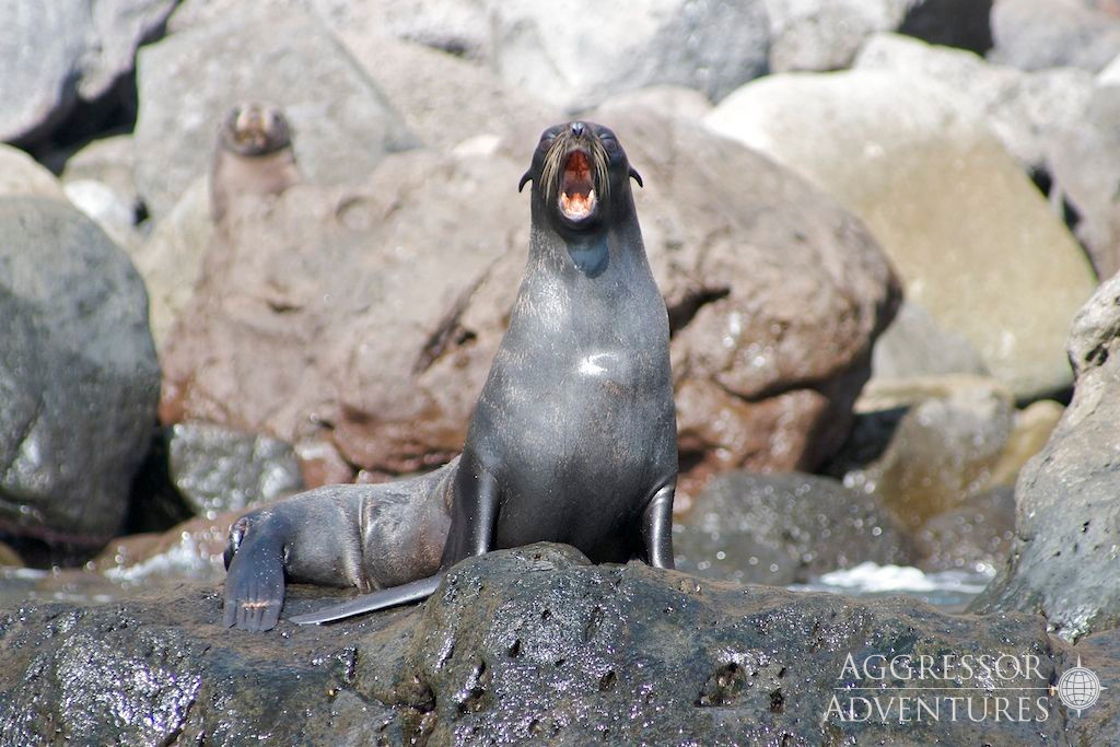 Socorro underwater photo