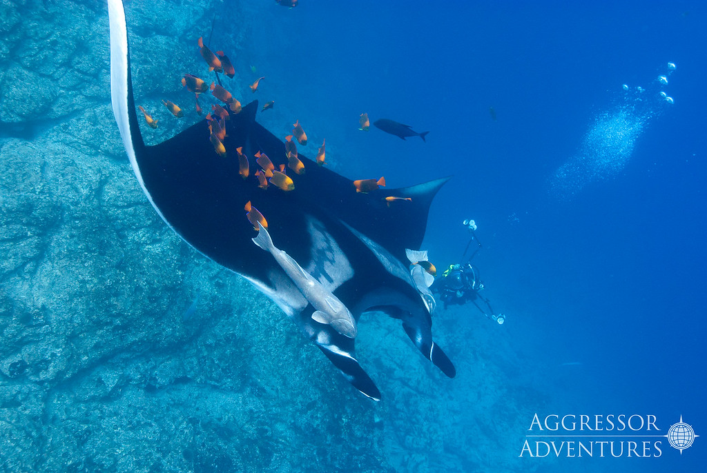Socorro underwater photo