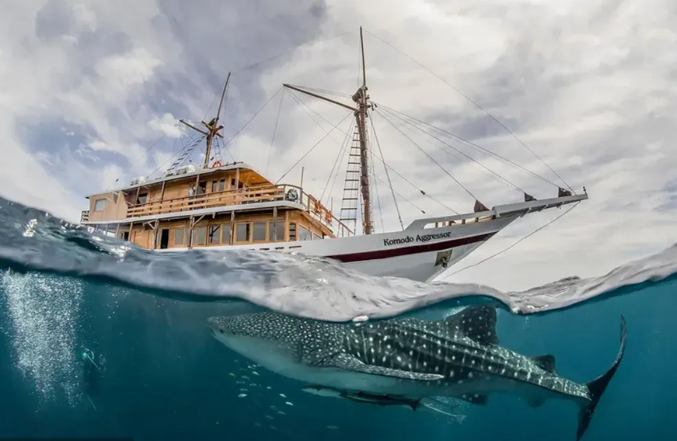 Komodo Aggressor – Komodo