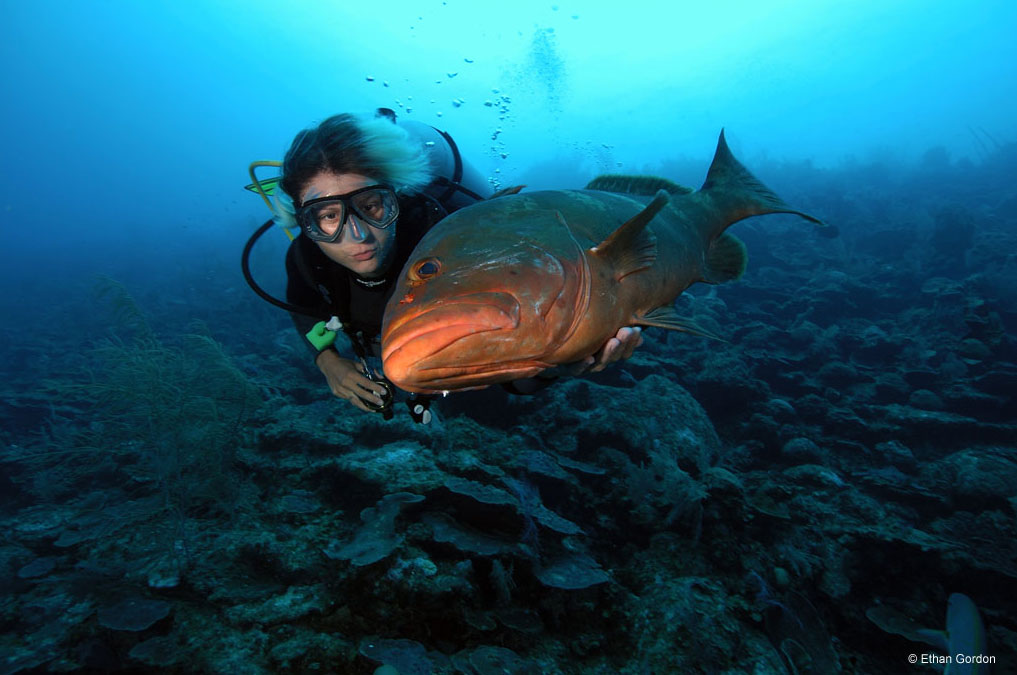 Bohio Dive Resort Underwater Photo by Ethan Gordon Bohio Dive Resort Underwater Photo by Ethan Gordon