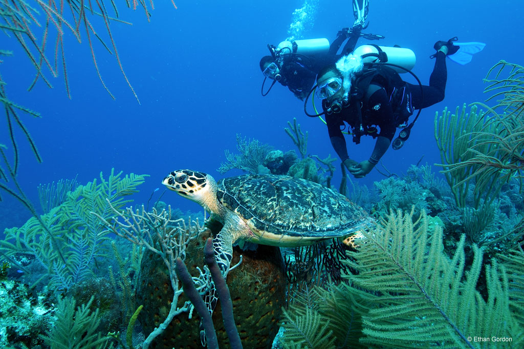 Bohio Dive Resort Underwater Photo by Ethan Gordon Bohio Dive Resort Underwater Photo by Ethan Gordon