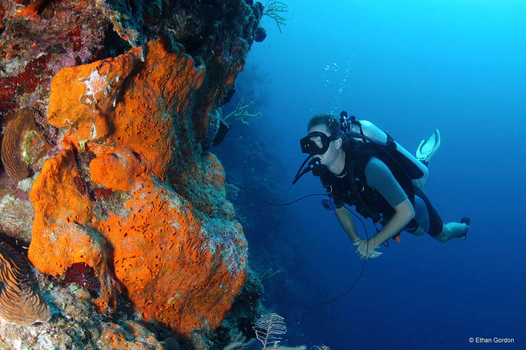 Bohio Dive Resort Underwater Photo by Ethan Gordon Bohio Dive Resort Underwater Photo by Ethan Gordon