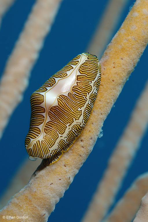 Bohio Dive Resort Underwater Photo by Ethan Gordon Bohio Dive Resort Underwater Photo by Ethan Gordon