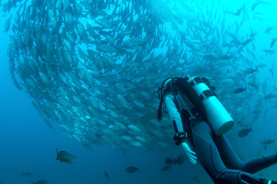 The Ark Divers Panama